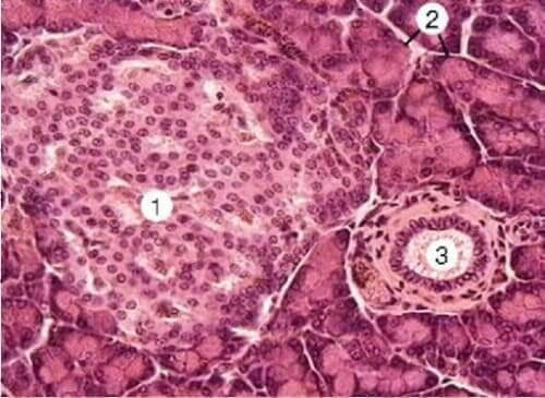 glyco-active-image-center